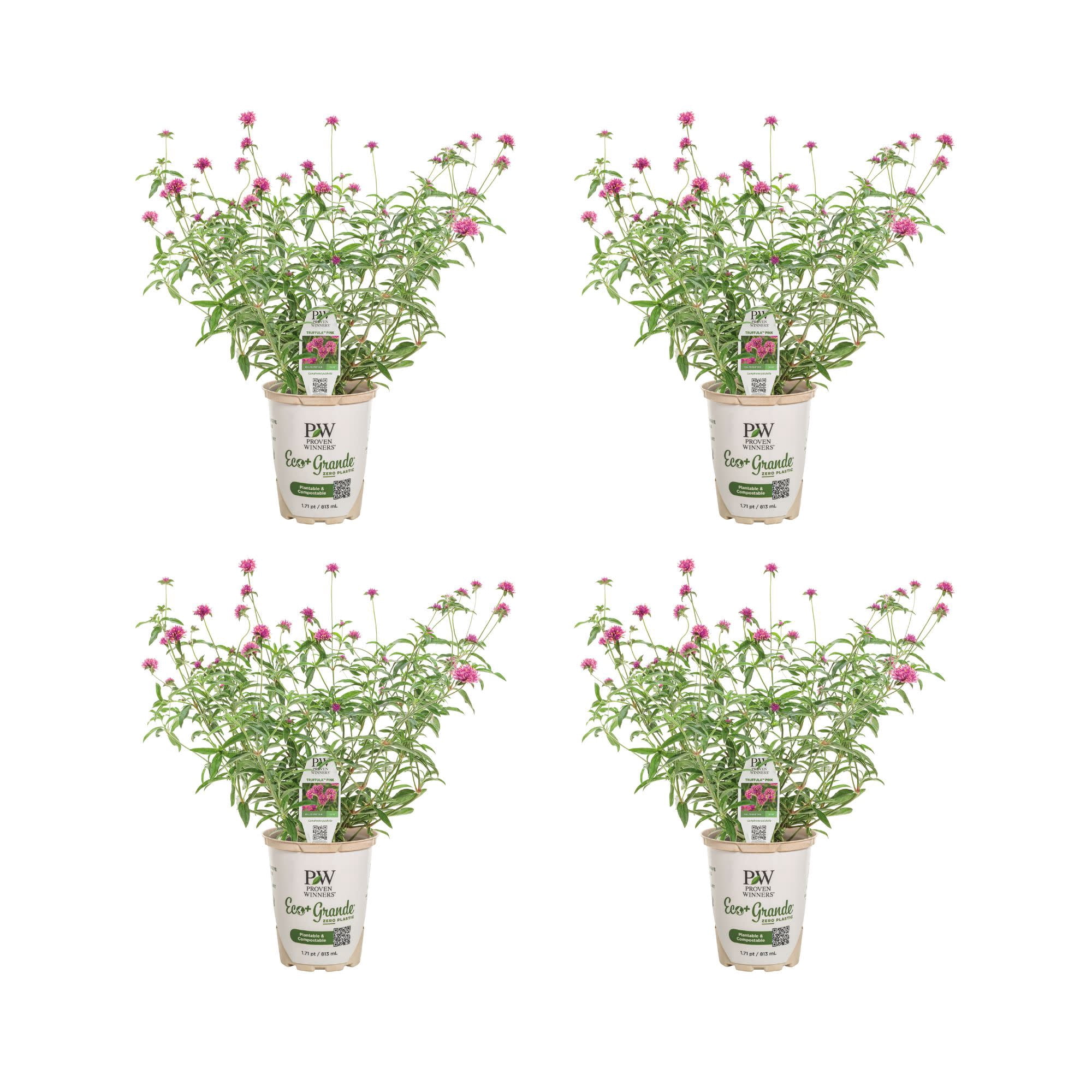 Proven Winners 4" Truffula Pink Globe Amaranth Live Plant in 4.25" Pot (4 Count)