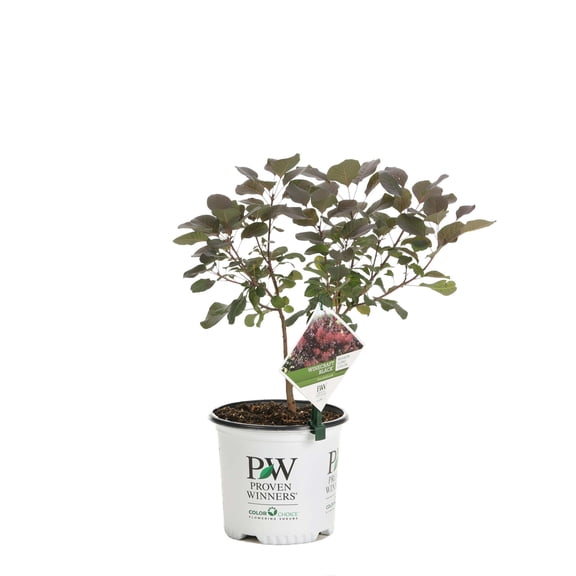 Proven Winners ColorChoice 6" Pink Winecraft Black Smokebush Live Plant in 7.5" Pot