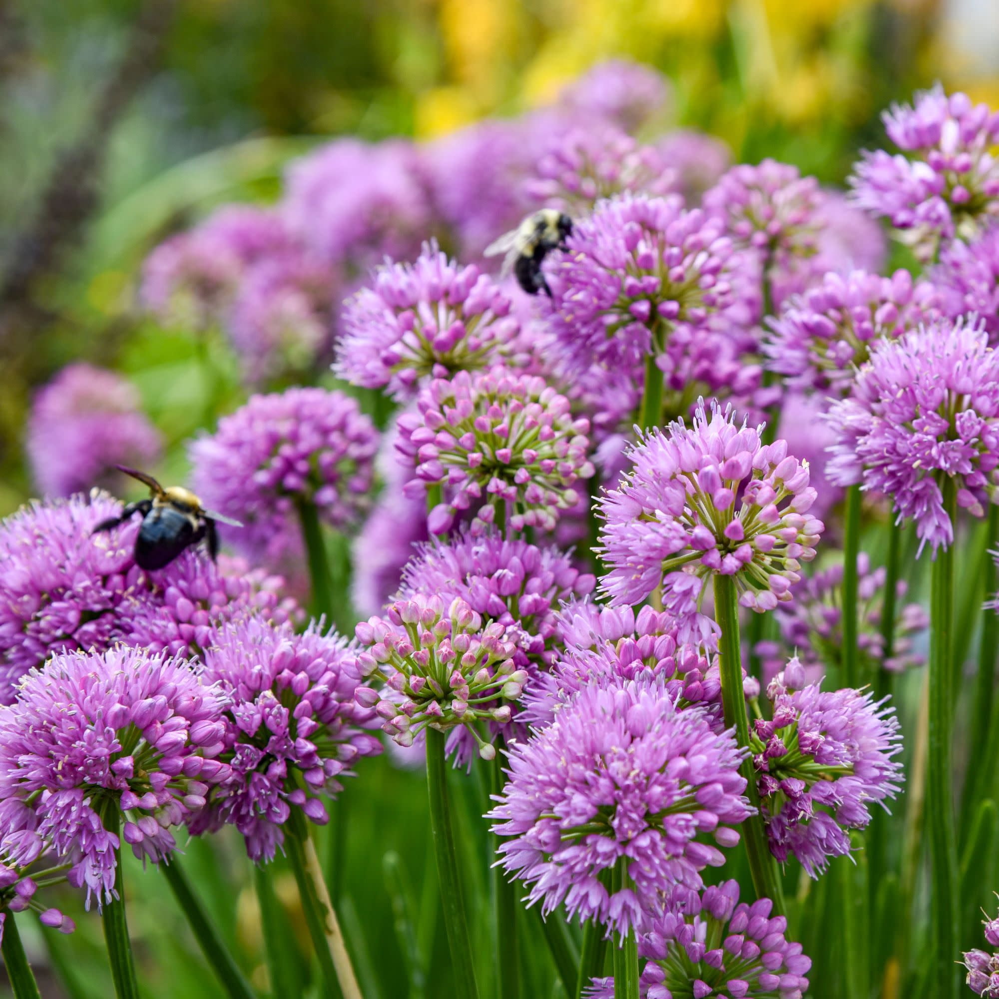 Proven Winners 6" Purple 'All the Buzz' Ornamental Onion Live Plant in 6.5" Pot