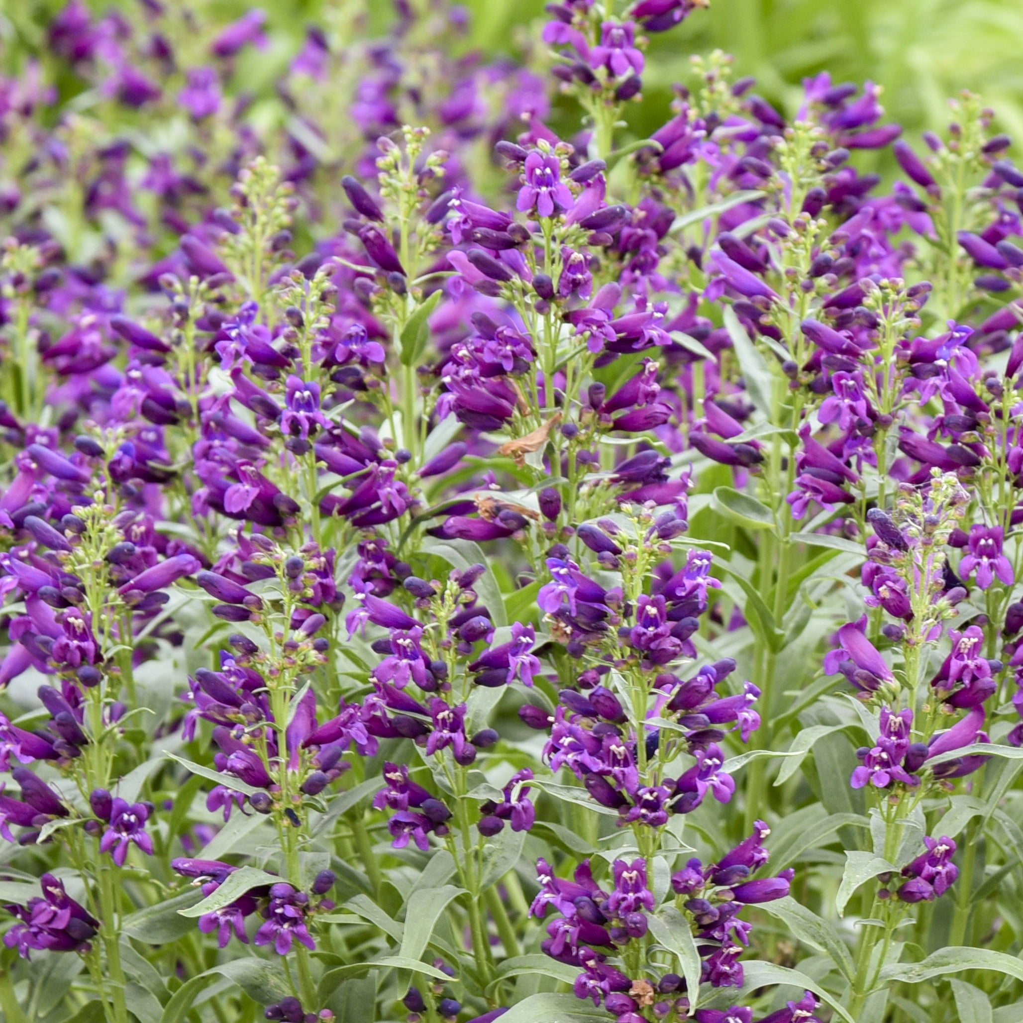 Proven Winners 6" Purple Bejeweled 'Dark Amethyst' Bearded Penstemon Live Plant in 6.5" Pot