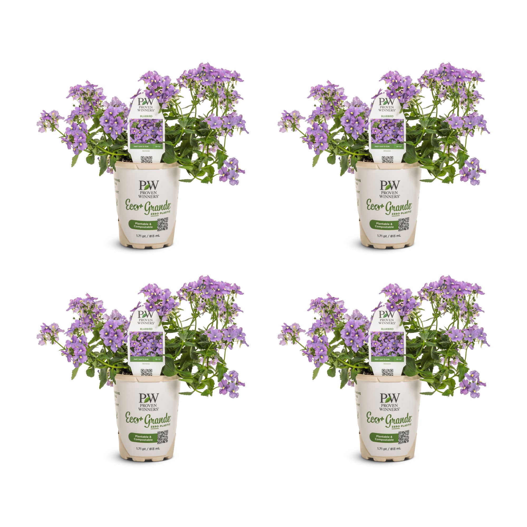 Proven Winners 4" Purple Bluebird Nemesia Live Plant in 4.25" Pot (4 Count)