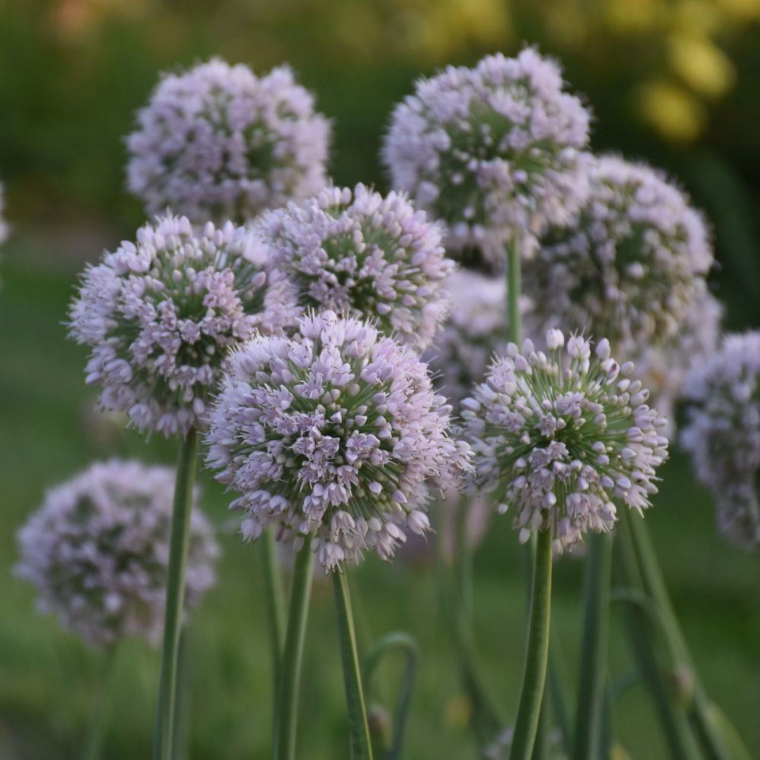 Proven Winners 6" Purple 'Bobblehead' Ornamental Onion Live Plant in 6.5" Pot