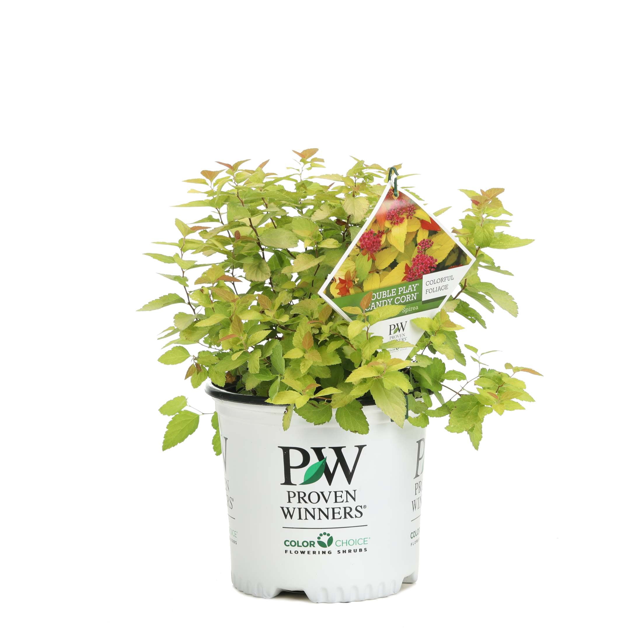 Proven Winners ColorChoice 6" Purple Double Play Candy Corn Spirea Live Plant in 7.5" Pot