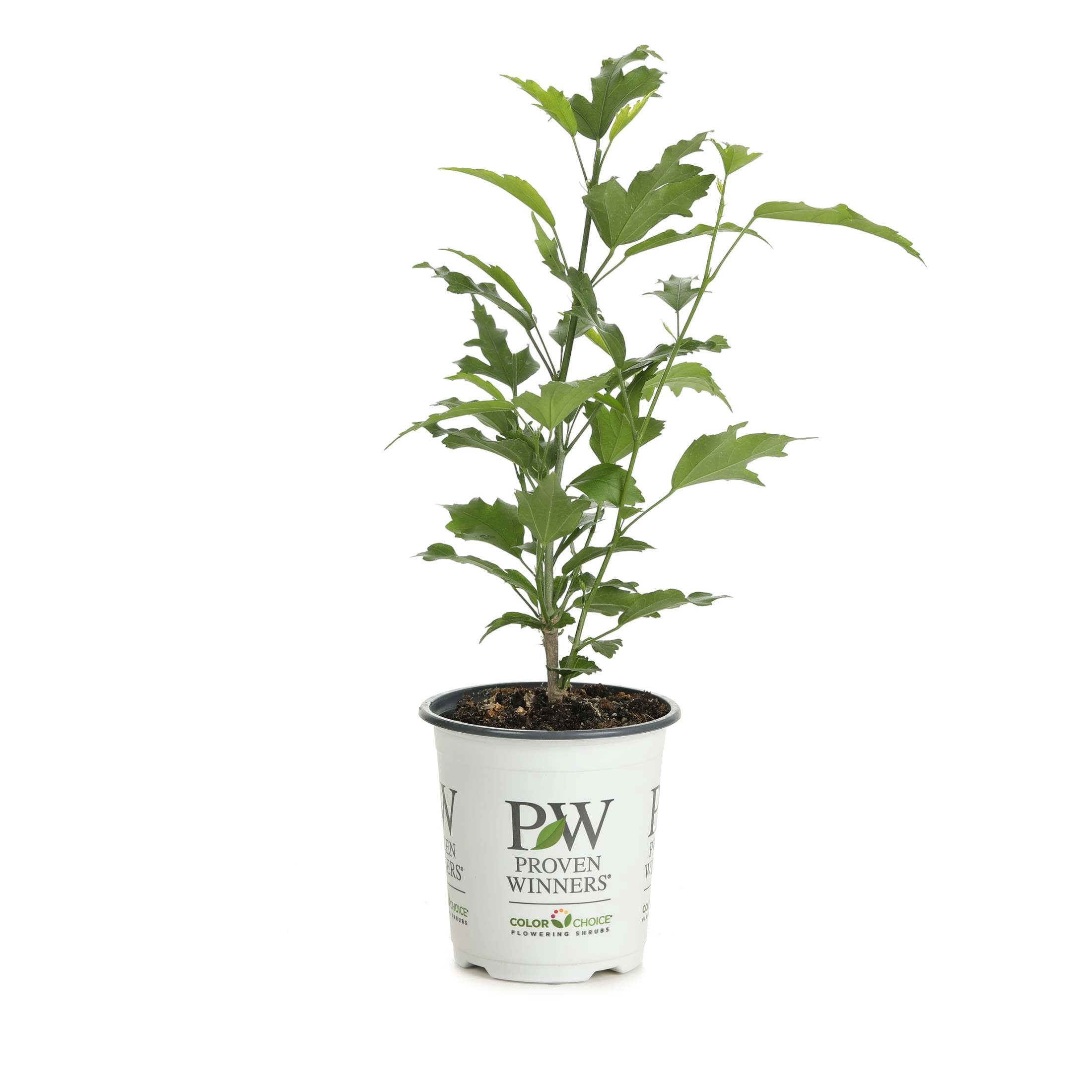 Proven Winners ColorChoice 6" Purple Pillar Rose of Sharon Live Plant in 7.5" Pot