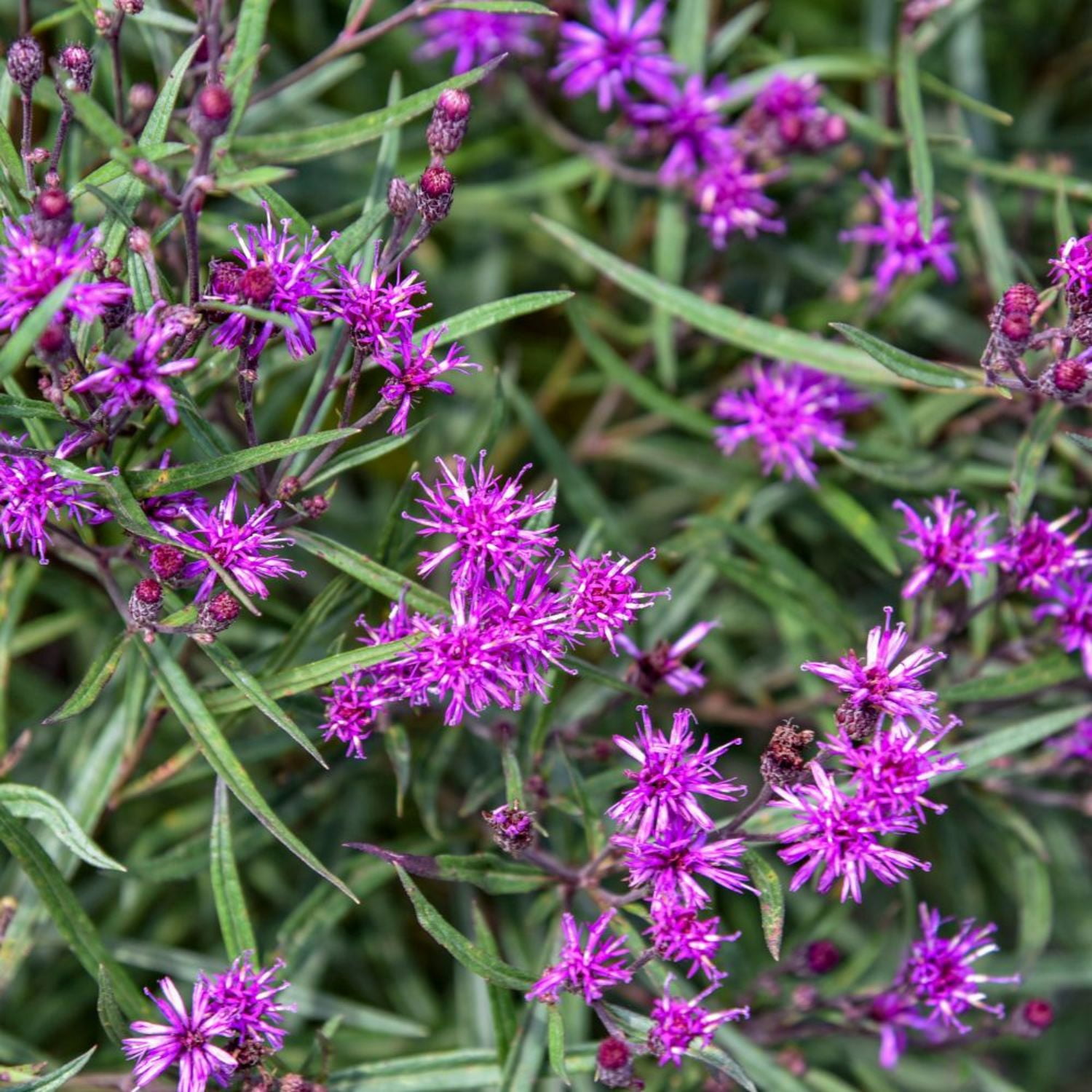 Proven Winners 6" Purple 'Prairie Princess' Ironweed Live Plant in 7.5" Pot