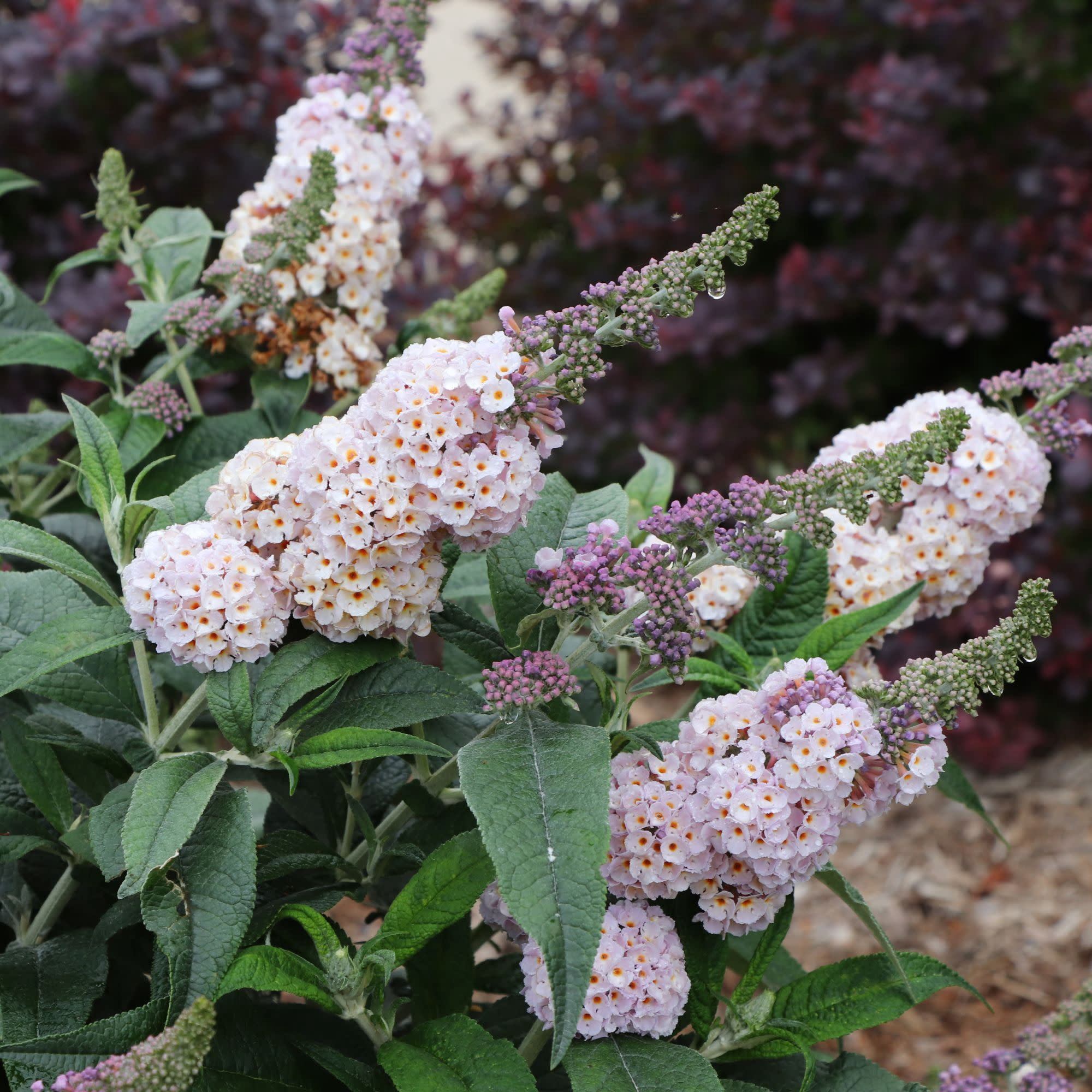 Proven Winners ColorChoice 6" Purple Pugster Sorbet Butterfly Bush Live Plant in 7.5" Pot