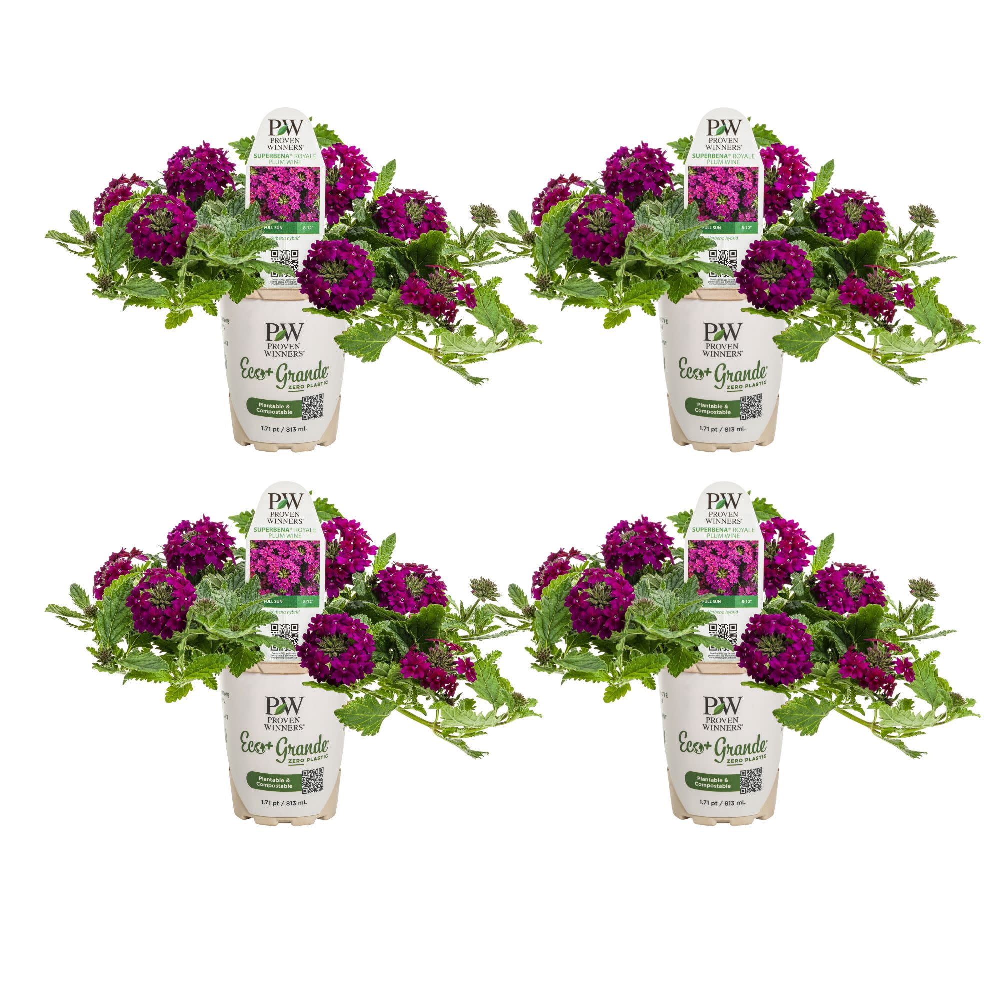 Proven Winners 4" Purple Superbena Royale Plum Wine Verbena Live Plant in 4.25" Pot (4 Count)