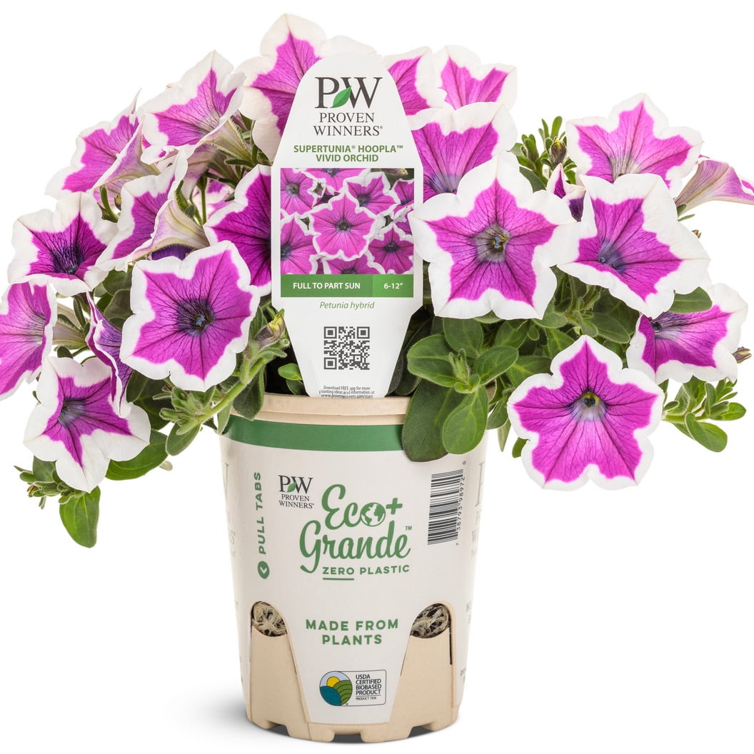 Walmart Coupons of Proven Winners 6" Purple Supertunia Hoopla Vivid Orchid Petunia (Petunia hybrid) Annual Live Plant in 4.94" Eco+ Grande Pots (4 Count)