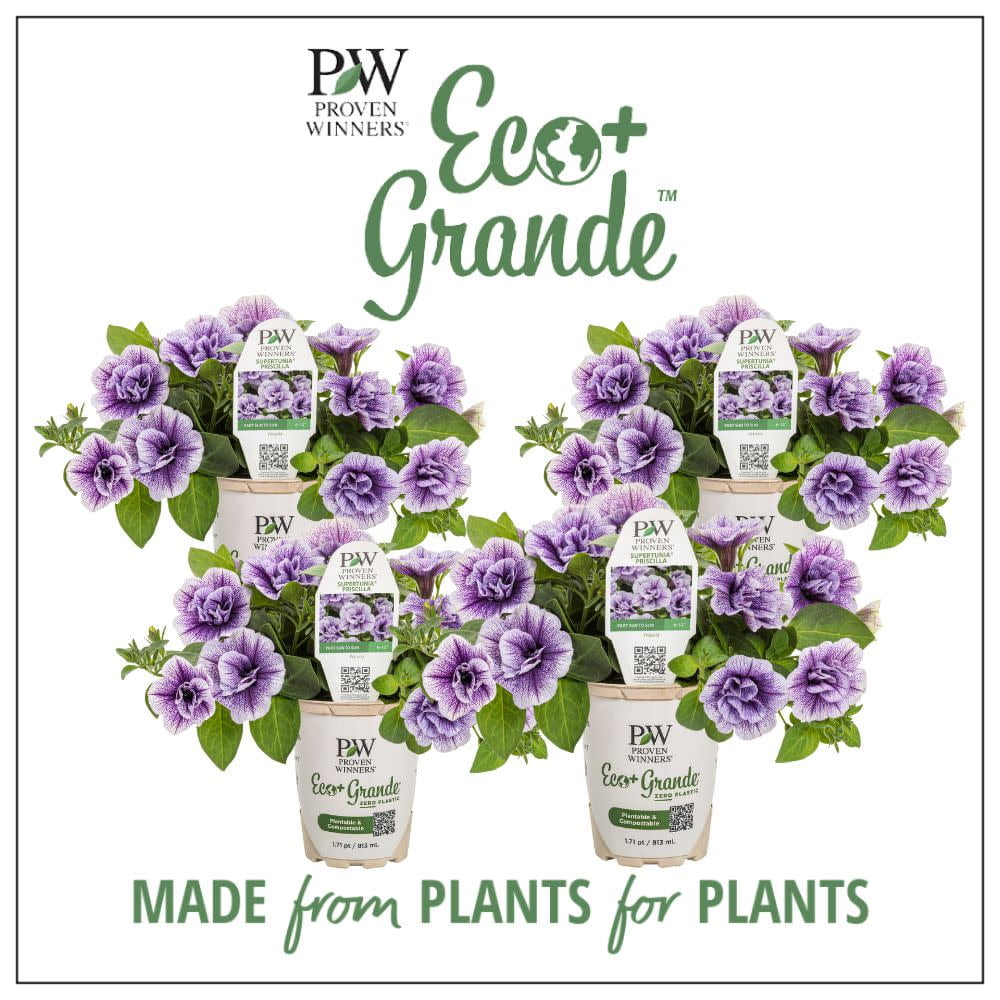 Proven Winners 6" Purple Supertunia Priscilla Petunia (Petunia hybrid) Annual Live Plant in 4.94" Eco+ Grande Pots (4 Count)
