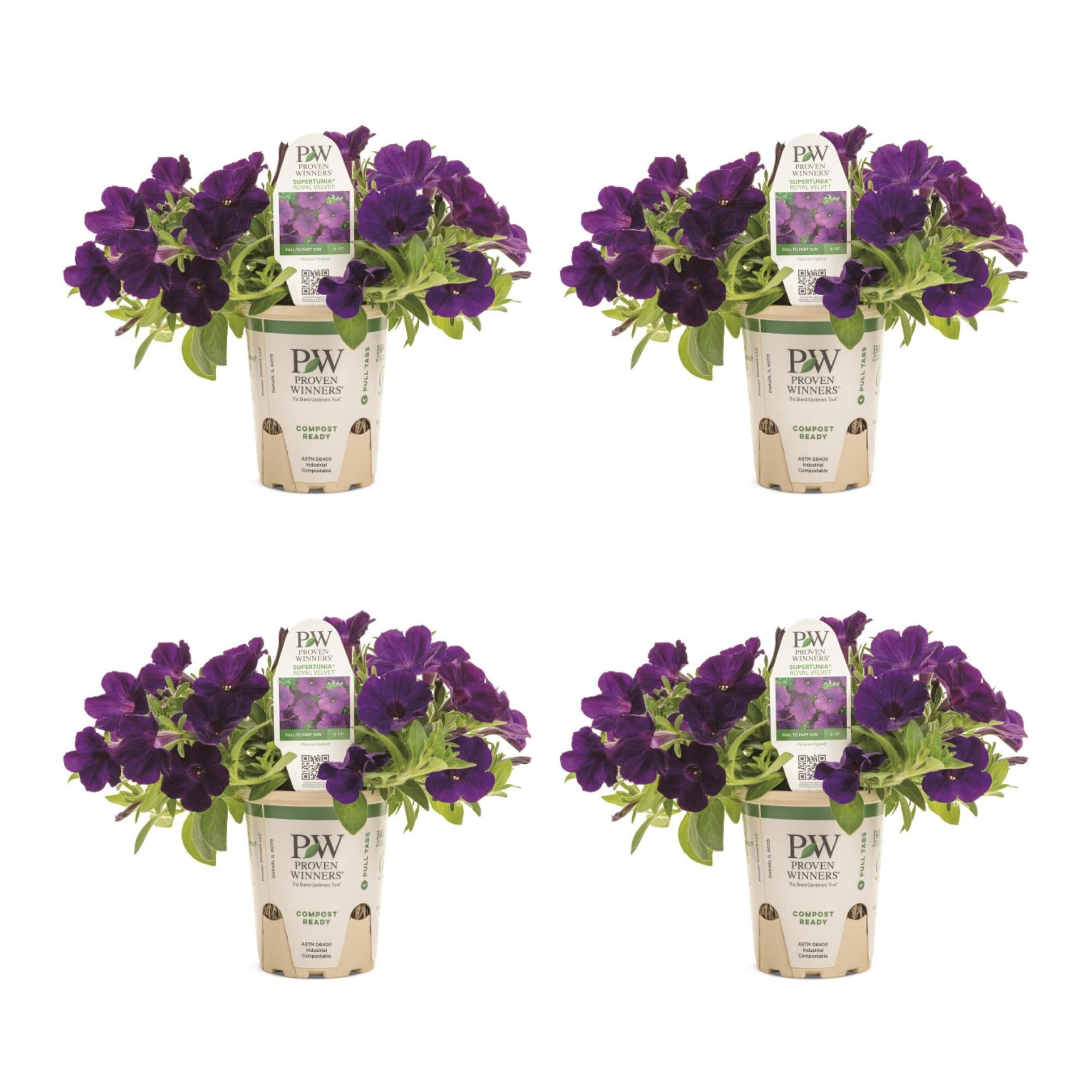 Proven Winners 4" Purple Supertunia Royal Velvet Petunia Live Plant in 4.25" Pot (4 Count)