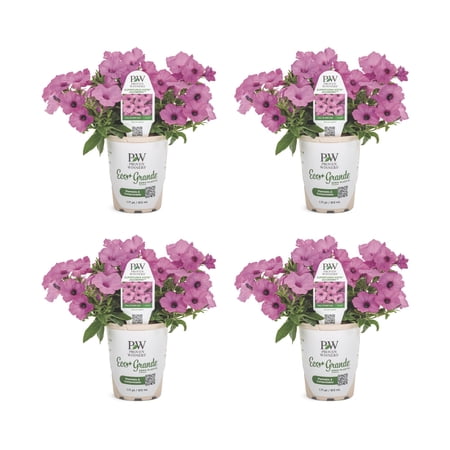 Proven Winners 4" Purple Supertunia Vista Jazzberry Petunia Live Plant in 4.25" Pot (4 Count)