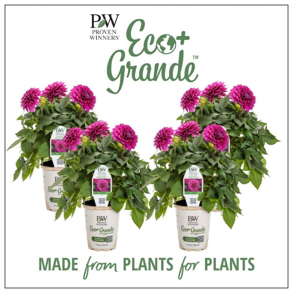 Proven Winners 6" Purple Virtuoso Vibrant Violet Dahlia (Dahlia variabilis) Annual Live Plant in 4.94" Eco+ Grande Pots (4 Count)