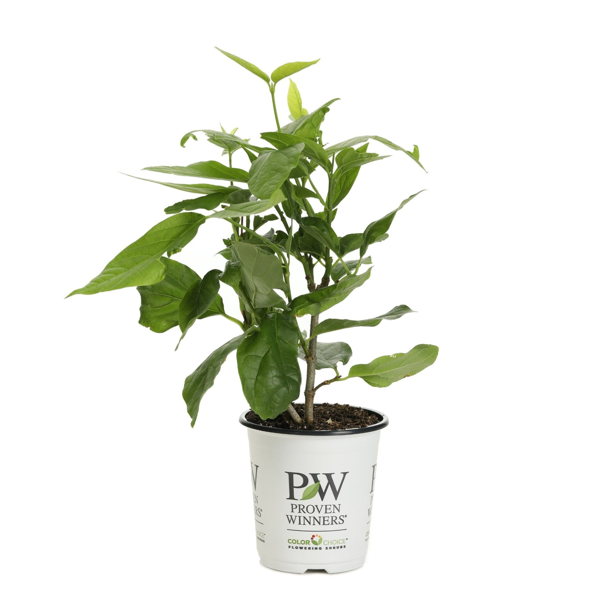 Proven Winners ColorChoice 6" Red 'Aphrodite' Sweetshrub Live Plant in 7.5" Pot