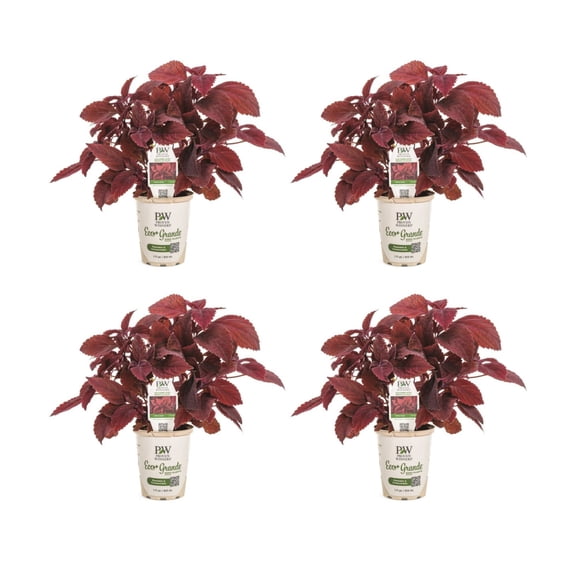 Proven Winners 4" Red ColorBlaze Rediculous Coleus Live Plant in 4.25" Pot (4 Count)