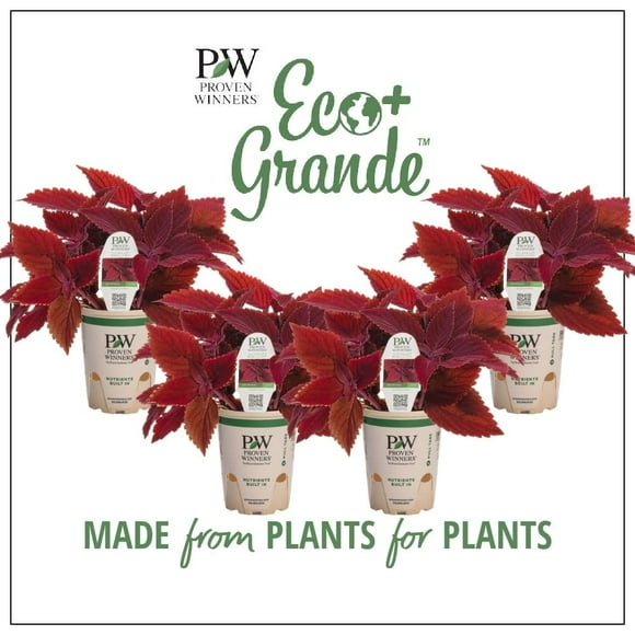 Proven Winners 6" Red ColorBlaze Rediculous Coleus (Coleus scutellarioides) Annual Live Plant in 4.94" Eco+ Grande Pots (4 Count)