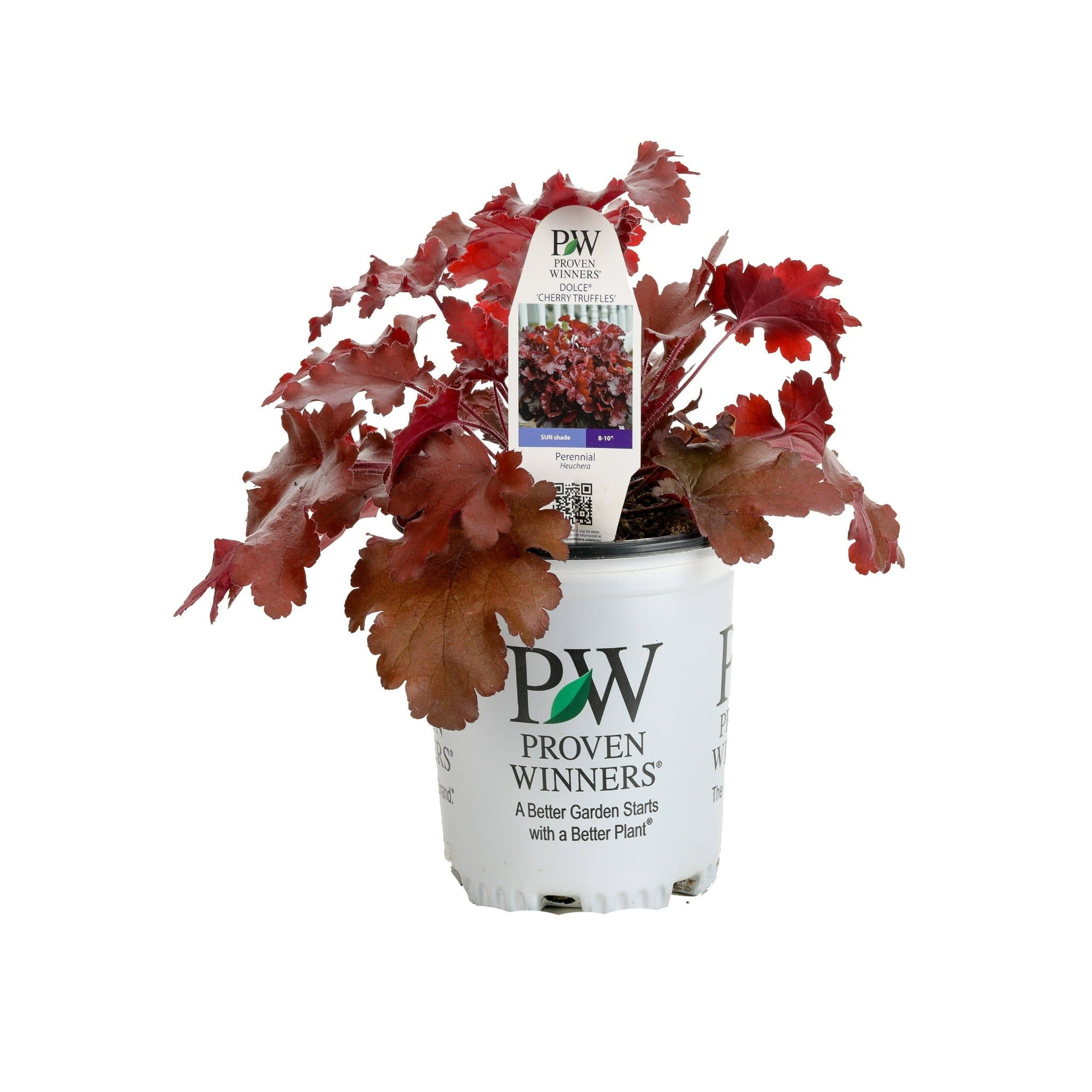Proven Winners 5" Red Dolce 'Cherry Truffles' Coral Bells Live Plant in 4.5" Pot