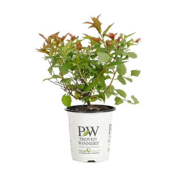 Proven Winners ColorChoice 6" Red Double Play Doozie Spirea Live Plant in 7.5" Pot