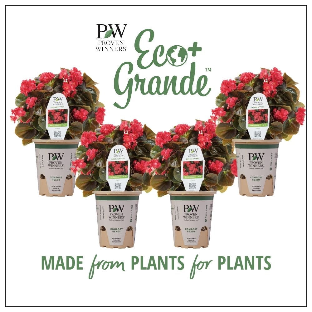 Proven Winners 6" Red Double Up Red Begonia (Begonia semperflorens) Annual Live Plant in 4.94" Eco+ Grande Pots (4 Count)
