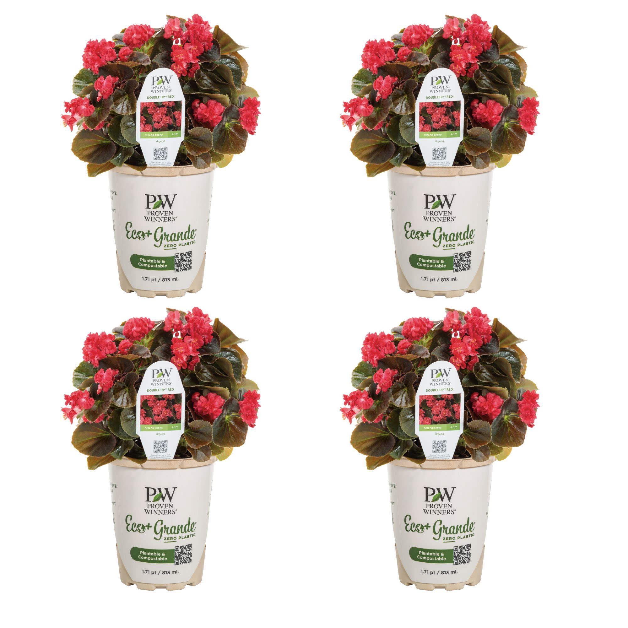 Proven Winners 4" Double Up Red Begonia Live Plant in 4.25" Pot (4 Count)