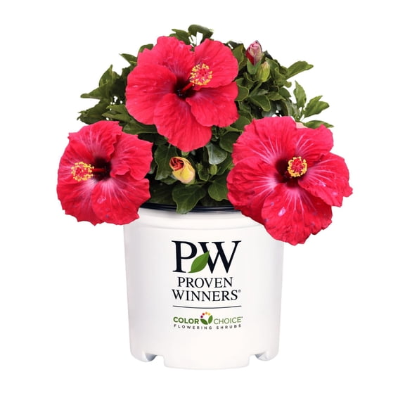 Proven Winners ColorChoice 6" Red Hollywood Hibiscus Hot Shot Tropical Hibiscus Live Plant in 7.5" Pot