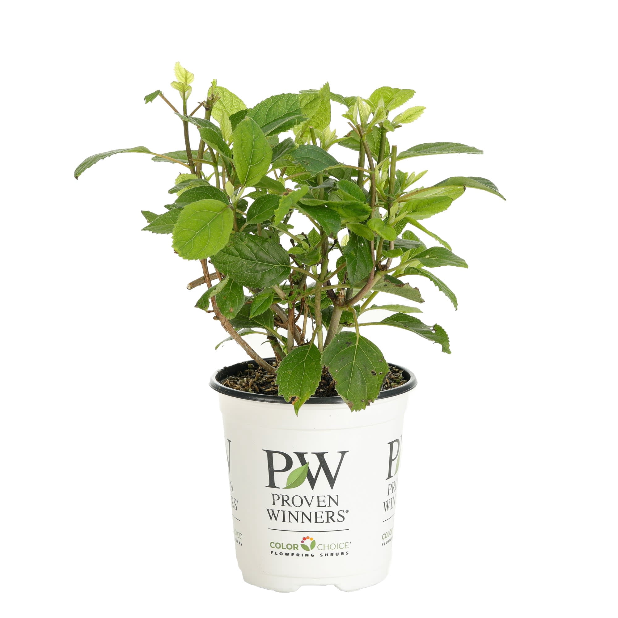 Proven Winners ColorChoice 6" Red Invincibelle Ruby Smooth Hydrangea Live Plant in 7.5" Pot