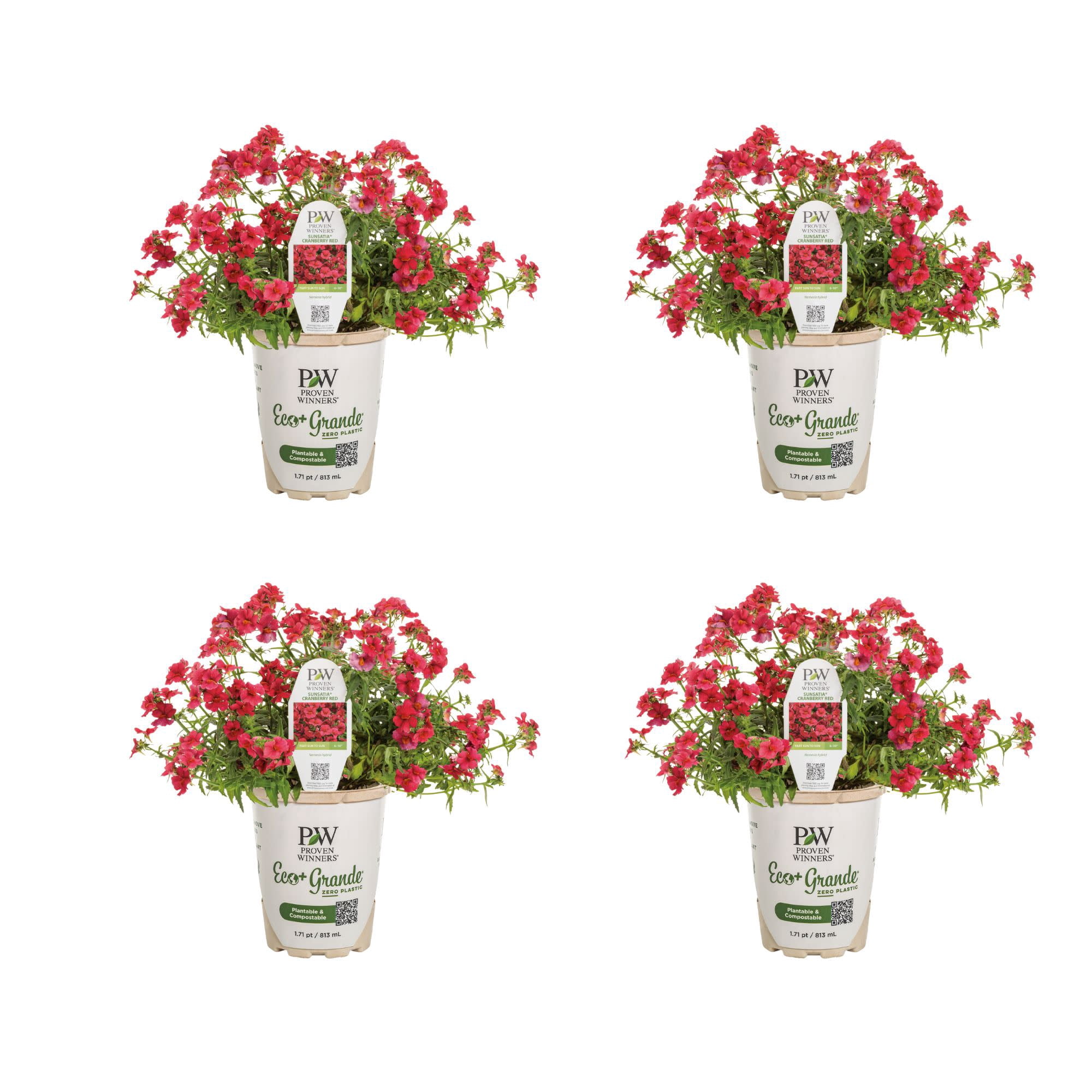 Proven Winners 4" Sunsatia Cranberry Red Nemesia Live Plant in 4.25" Pot (4 Count)