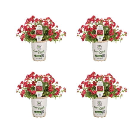 Proven Winners 4" Sunsatia Cranberry Red Nemesia Live Plant in 4.25" Pot (4 Count)