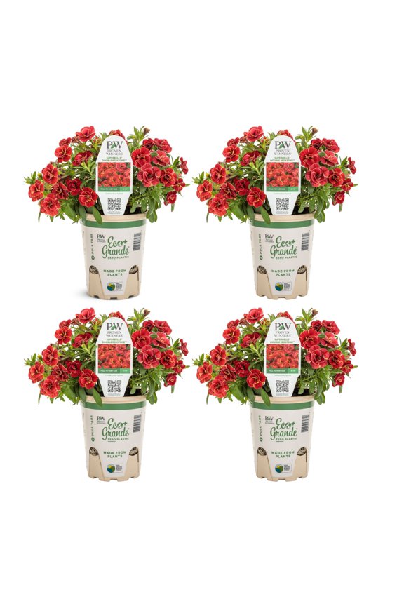 4" Superbells Double Redstone Calibrachoa Live Plant in 4.25" Pot (4 Count)