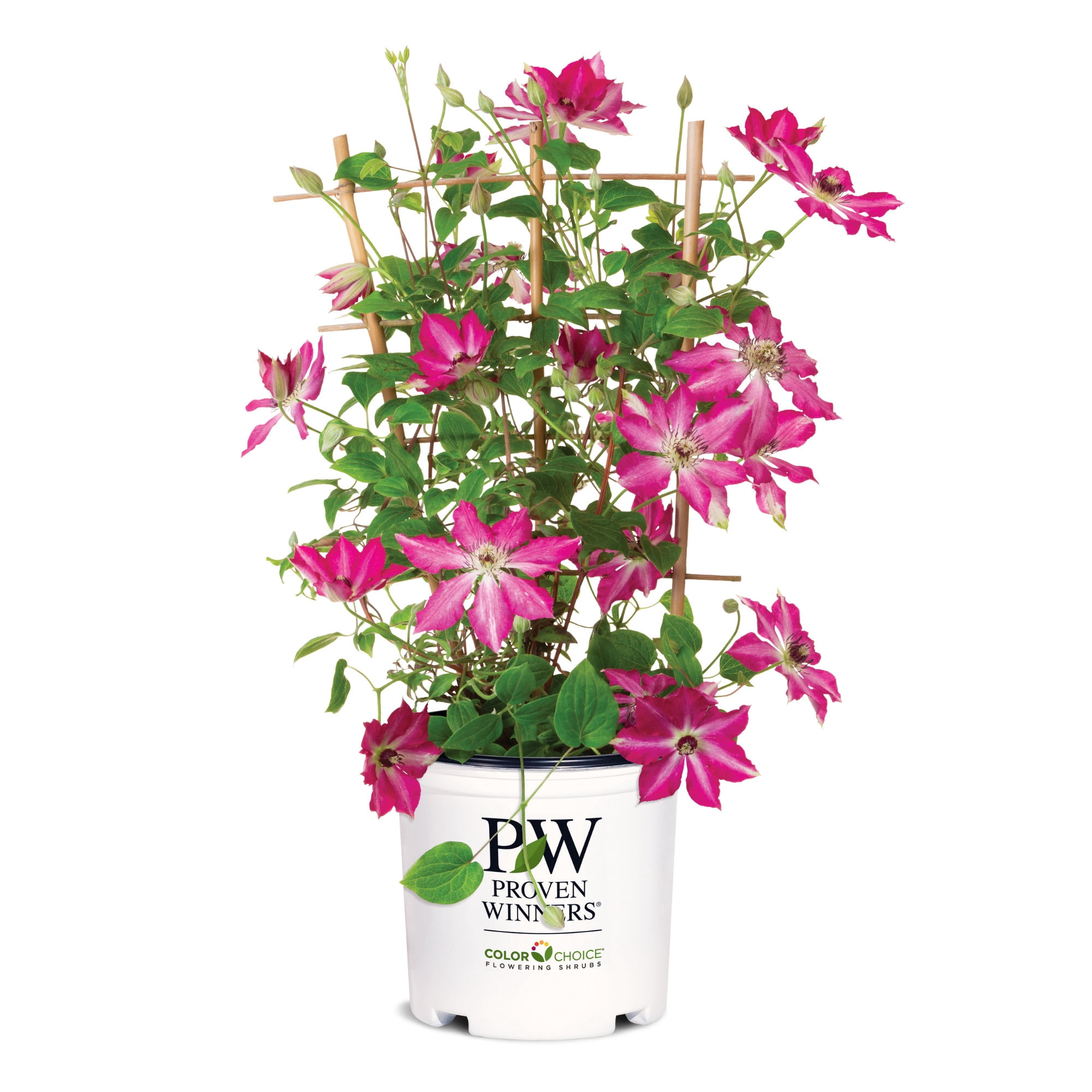 Proven Winners ColorChoice 6" Red 'Viva Polonia' Clematis Live Plant in 7.5" Pot