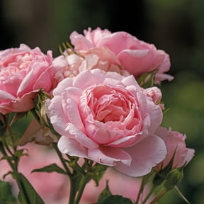 Proven Winners ColorChoice 6" Reminiscent Pink Rose Live Plant in 7.5" Pot