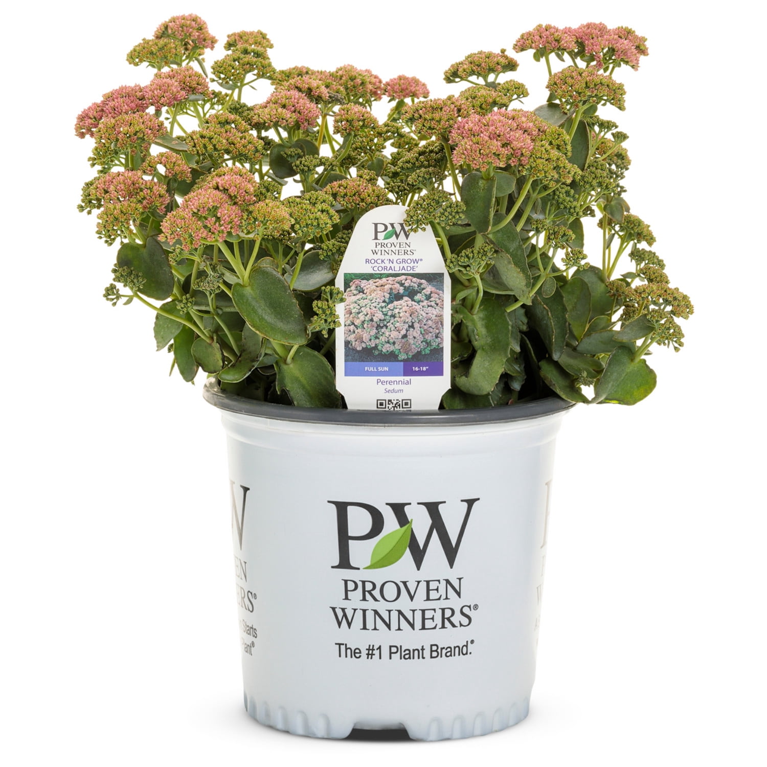Proven Winners 5" Pink Rock 'N Grow 'Coraljade' Stonecrop Live Plant in 4.5" Pot