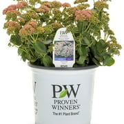 Proven Winners 6" Rock 'N Grow 'Coraljade' Stonecrop (Sedum hybrid) Perennial Live Plant in 5" Pot