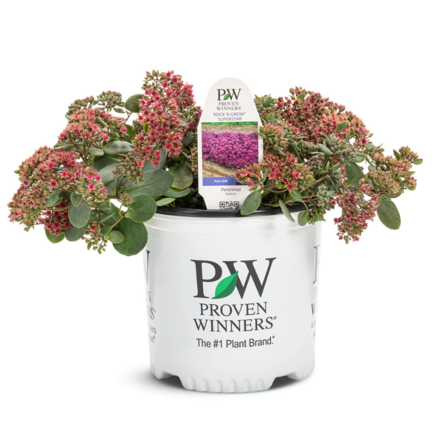 Proven Winners 5" Pink Rock 'N Grow 'Superstar' Stonecrop Live Plant in 4.5" Pot