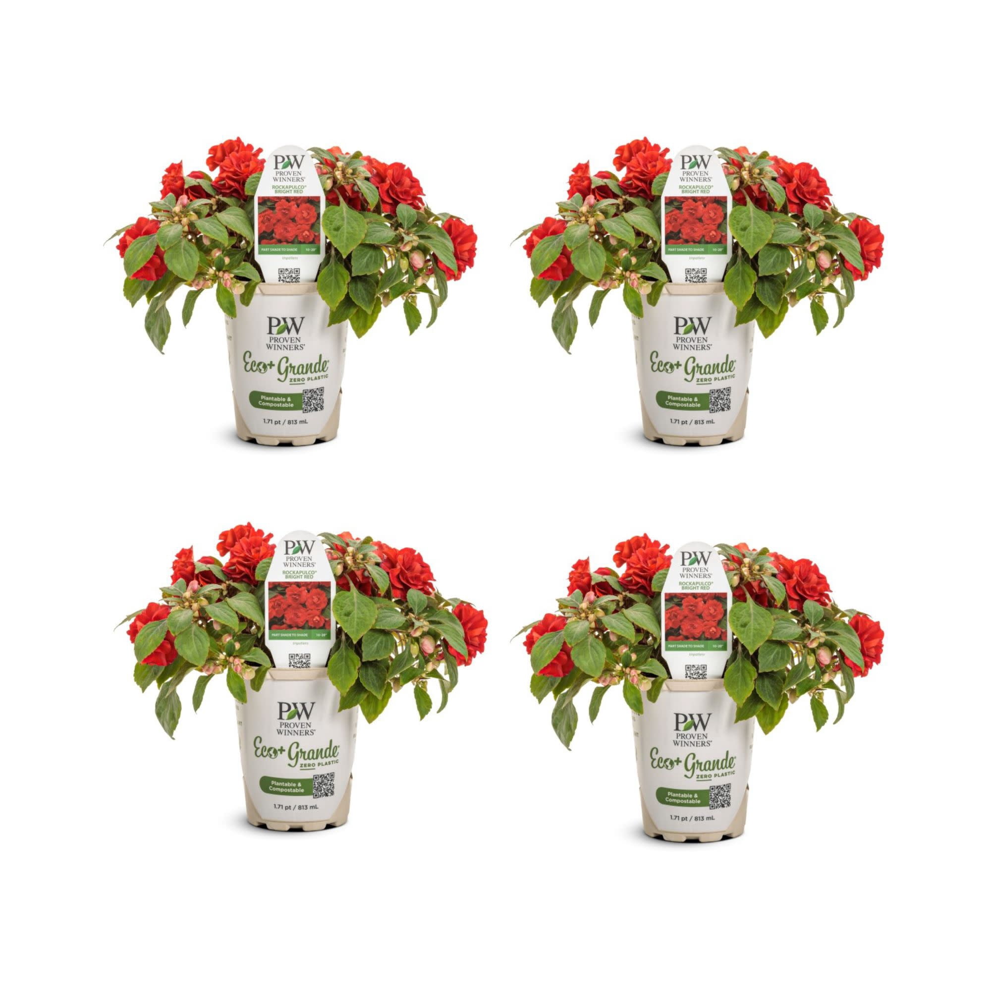 Proven Winners 4" Rockapulco Red Double Impatiens Live Plant in 4.25" Pot (4 Count)