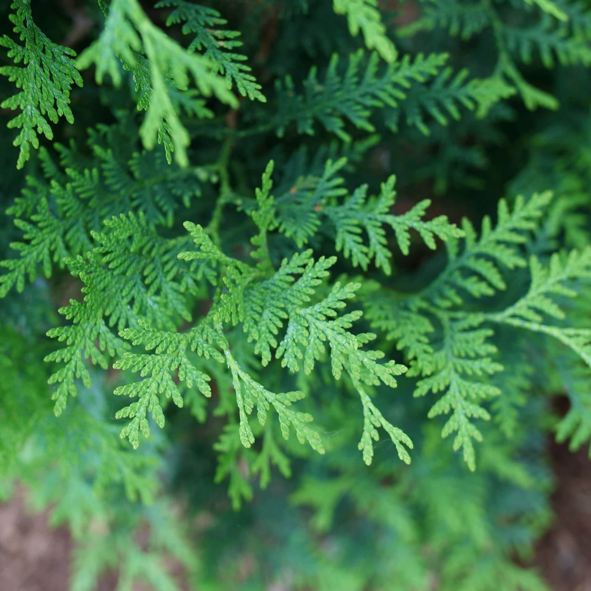 Proven Winners ColorChoice 6" Sasquatch Dark Green Arborvitae Live Plant in 7.5" Pot