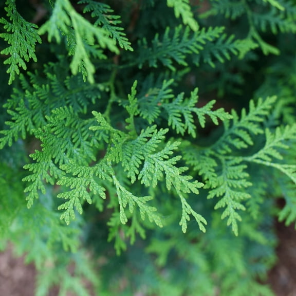 Proven Winners ColorChoice 6" Sasquatch Dark Green Arborvitae Live Plant in 7.5" Pot