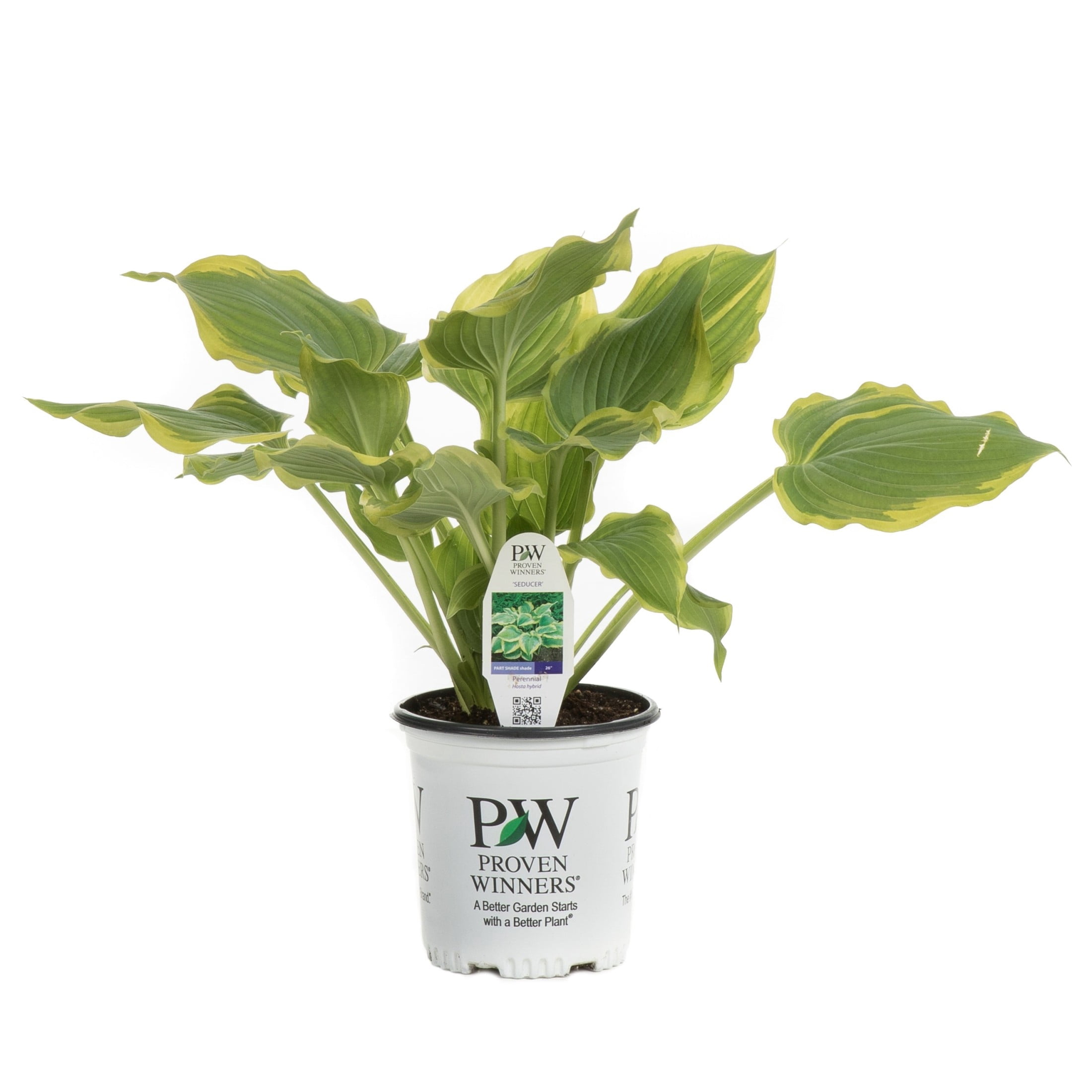 Proven Winners 6" Shadowland 'Seducer' Hosta Live Plant in 6.5" Pot