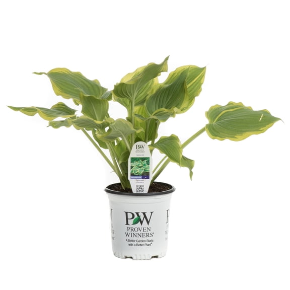 Proven Winners 6" Shadowland 'Seducer' Hosta Live Plant in 6.5" Pot