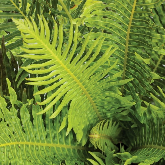 Proven Winners 6" 'Silver Lady' Dwarf Tree Fern (Blechnum gibbum) Annual Live Plant in 5" Pot