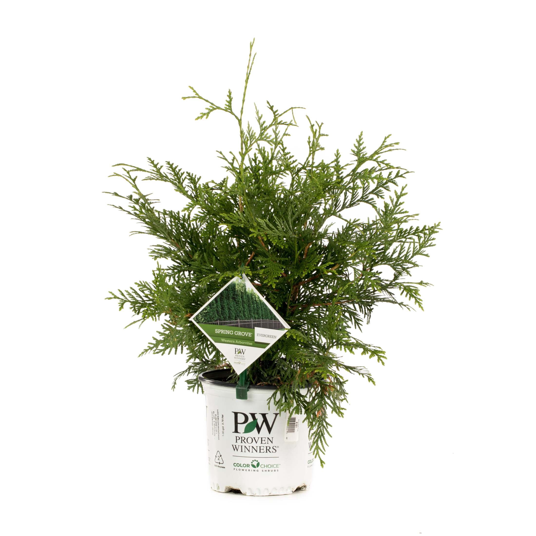 Proven Winners ColorChoice 6" Spring Grove Western Arborvitae Live Plant in 7.5" Pot