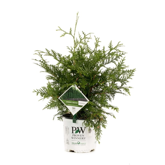 Proven Winners ColorChoice 6" Spring Grove Western Arborvitae Live Plant in 7.5" Pot