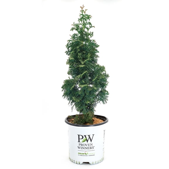 Proven Winners ColorChoice 6" Sting Arborvitae Live Plant in 7.5" Pot