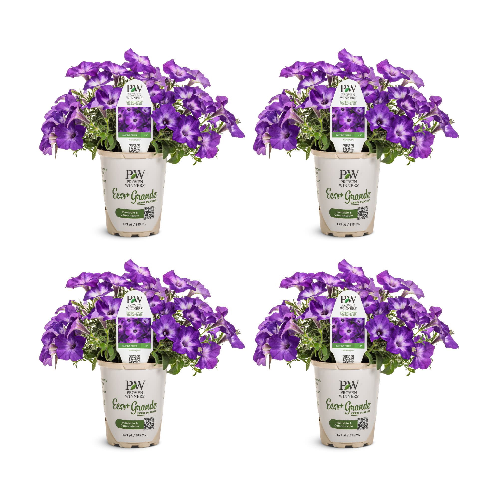 Proven-Winners-6-Supertunia-