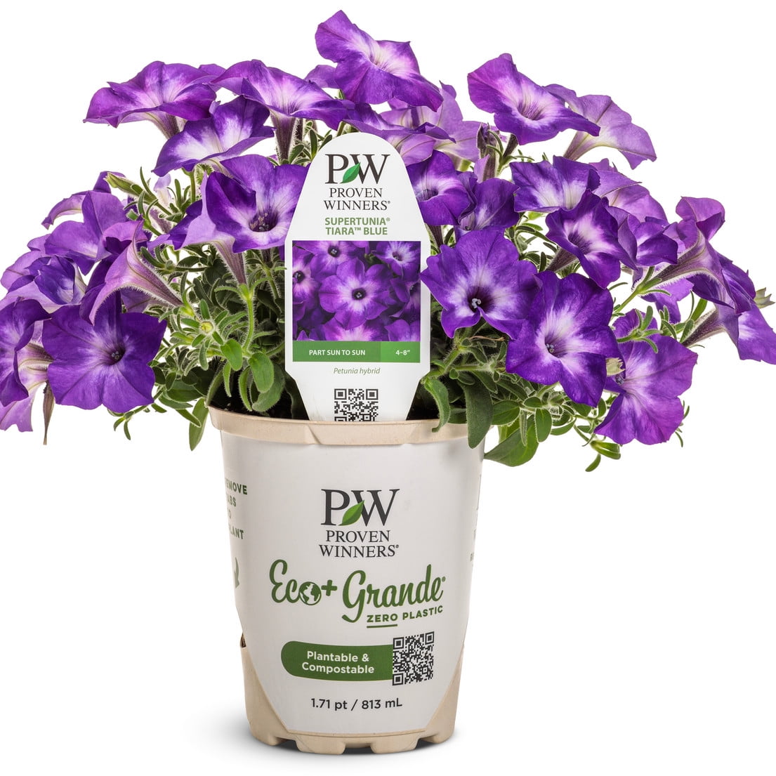 Proven Winners 6" Supertunia Blue Tiara Petunia (Petunia hybrid) Annual Live Plant in 4.94" Eco+ Grande Pots (4 Count)