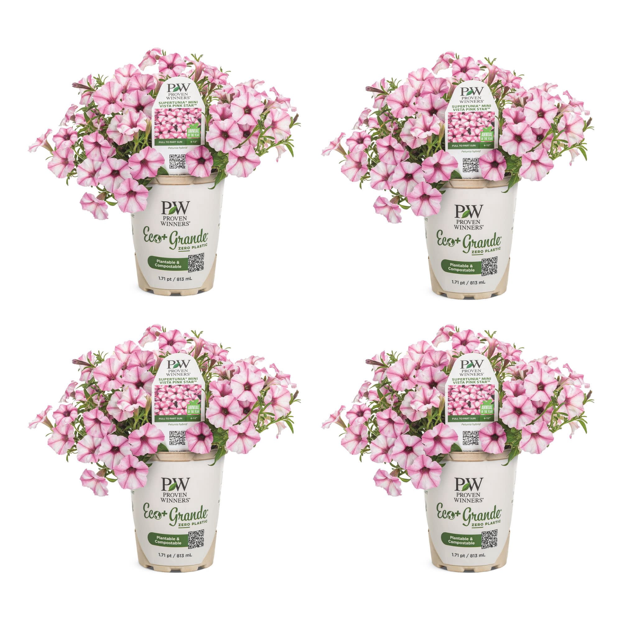 Proven Winners 4" Supertunia Mini Vista Pink Star Petunia Live Plant in 4.25" Pot (4 Count)