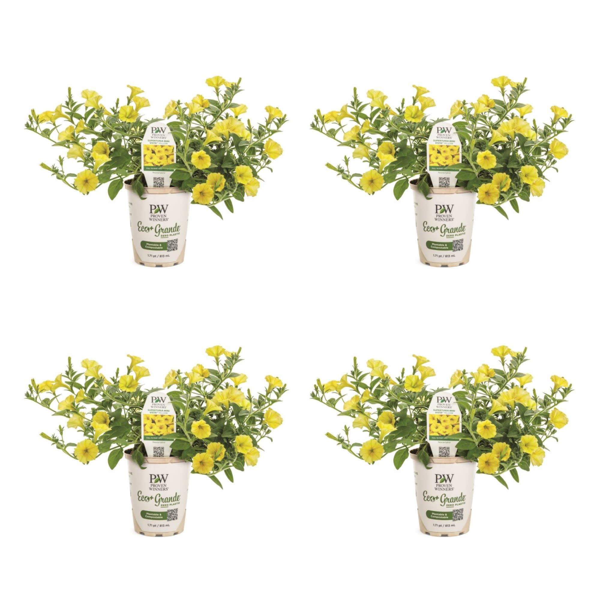 Proven Winners 4" Supertunia Mini Vista Yellow Petunia Live Plant in 4.25" Pot (4 Count)