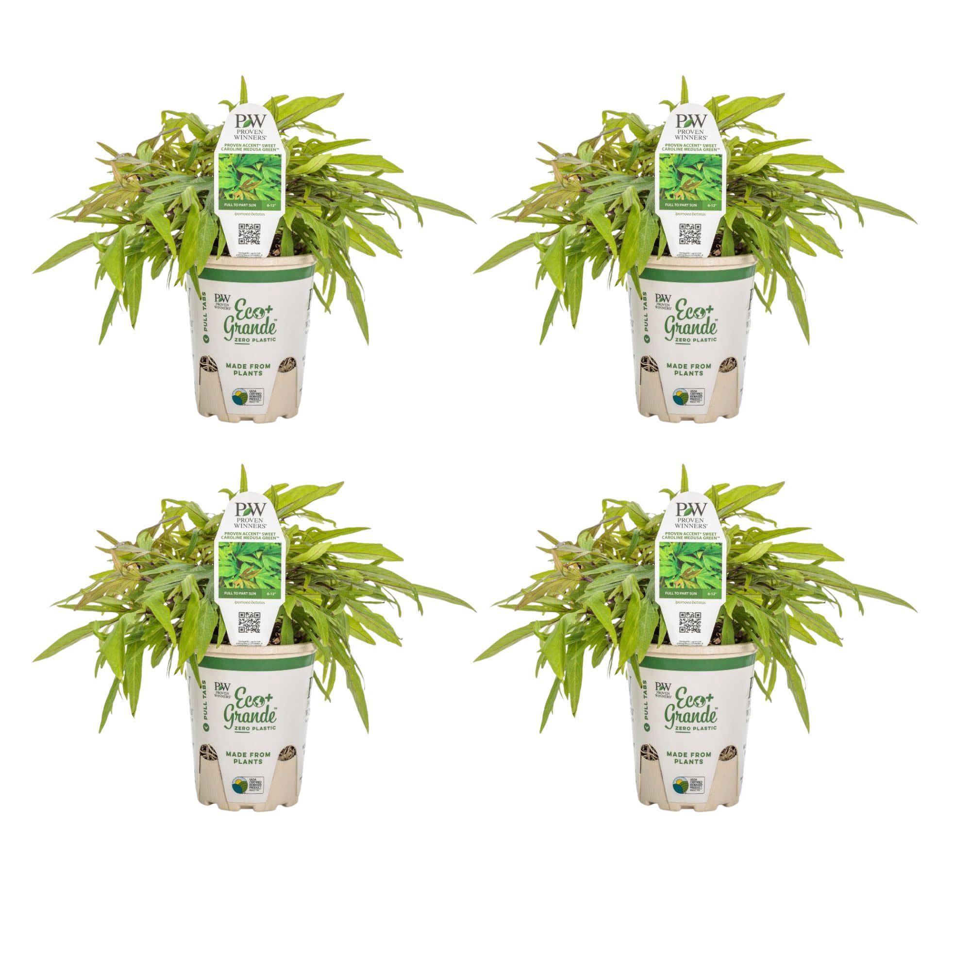 Proven Winners 4" Sweet Caroline Medusa Green Ornamental Sweet Potato Vine Live Plant in 4.25" Pot (4 Count)