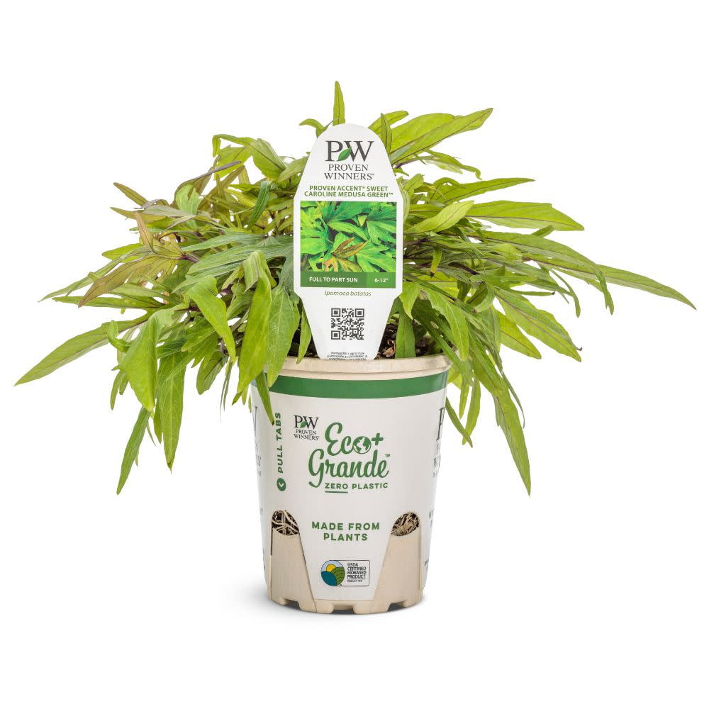 Proven Winners 6" Sweet Caroline Medusa Green Ornamental Sweet Potato Vine (Ipomoea batatas) Annual Live Plant in 4.94" Eco+ Grande Pots (4 Count)