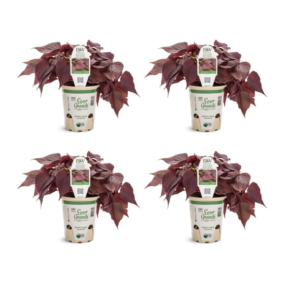 Proven Winners 4" Brown Sweet Caroline Sweetheart Mahogany Sweet Potato Vine Live Plant in 4.25" Pot (4 Count)