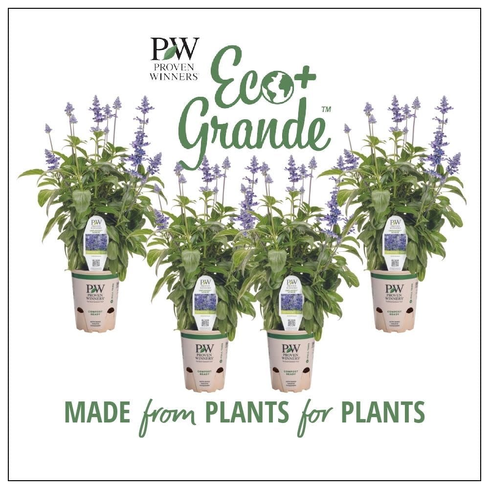 Proven Winners 6" Unplugged So Blue Mealycup Sage (Salviafarinacea) Annual Live Plant in 4.94" Eco+ Grande Pots (4 Count)